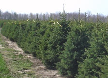 Field of our premium Douglas Fir ready for the Wholesale Christmas Trees market.